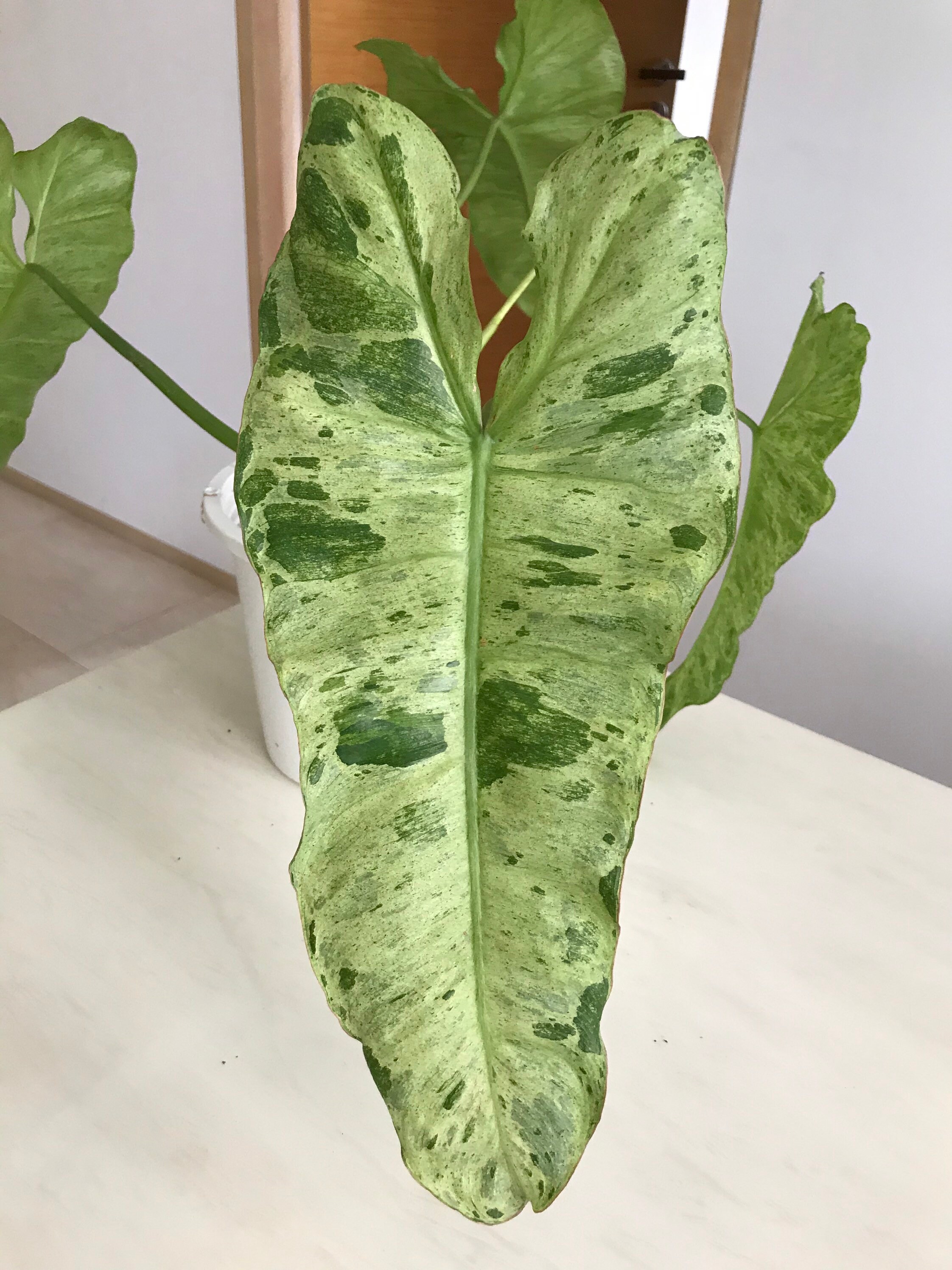 Philodendron Paraiso Live Plants Fully Rooted Free shipping Etsy