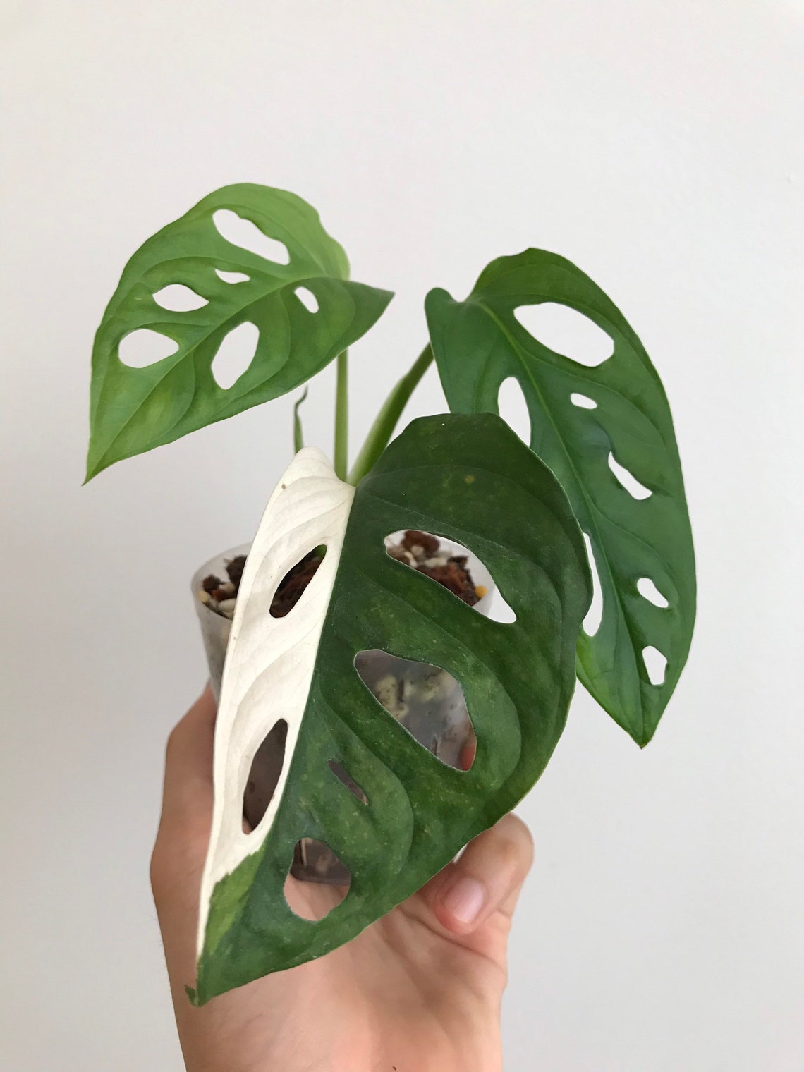 Rare Monstera Adansonii Variegated Free shipping Etsy