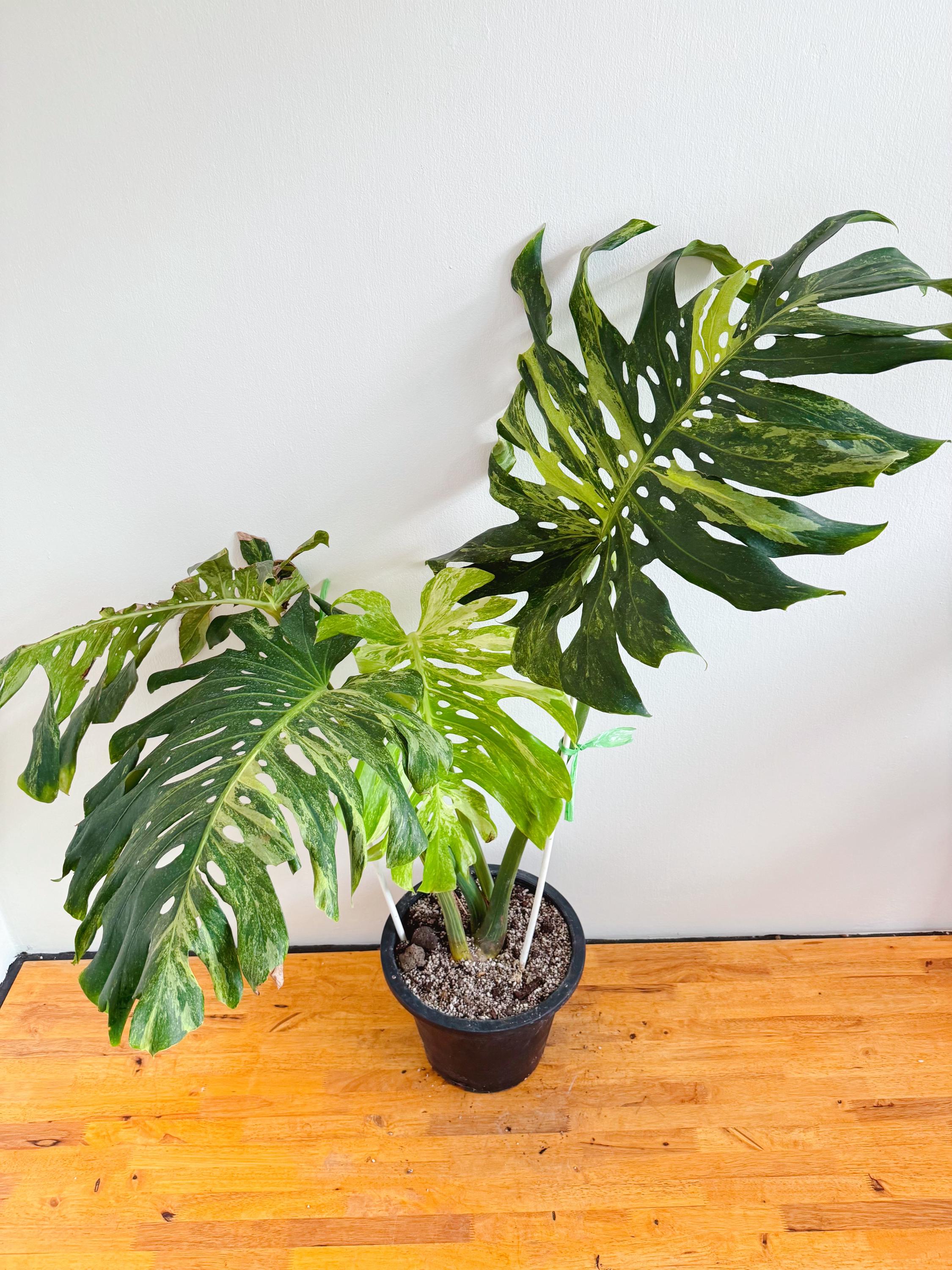 ☆*☆様 超絶希少❗️サイズ大❗️美株❗️モンステラ　フルミント✨ ☆*☆様 超絶希少❗️サイズ大❗️美株❗️モンステラ フルミント