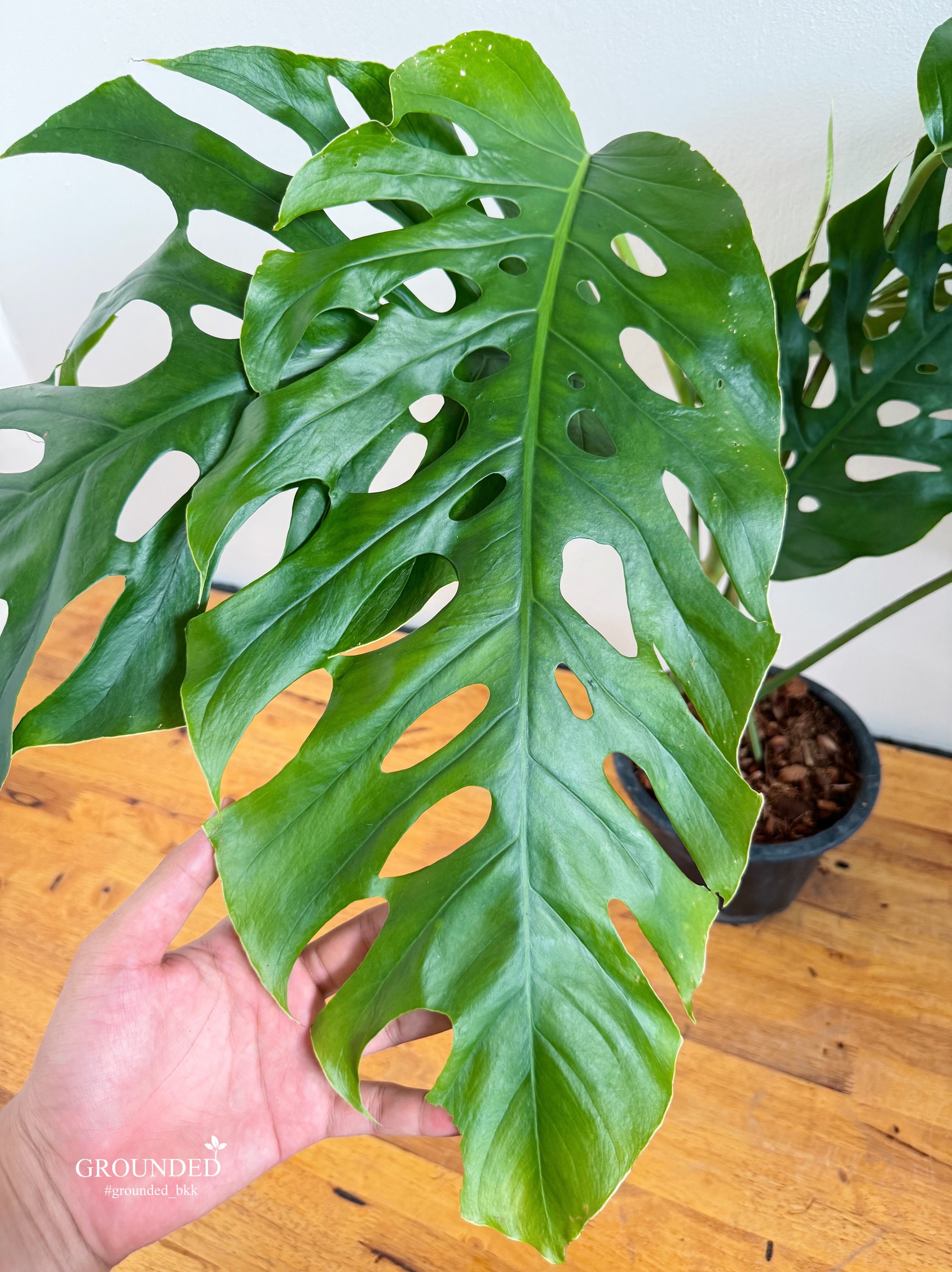モンステラデュビア（成熟型） - Etsy 日本