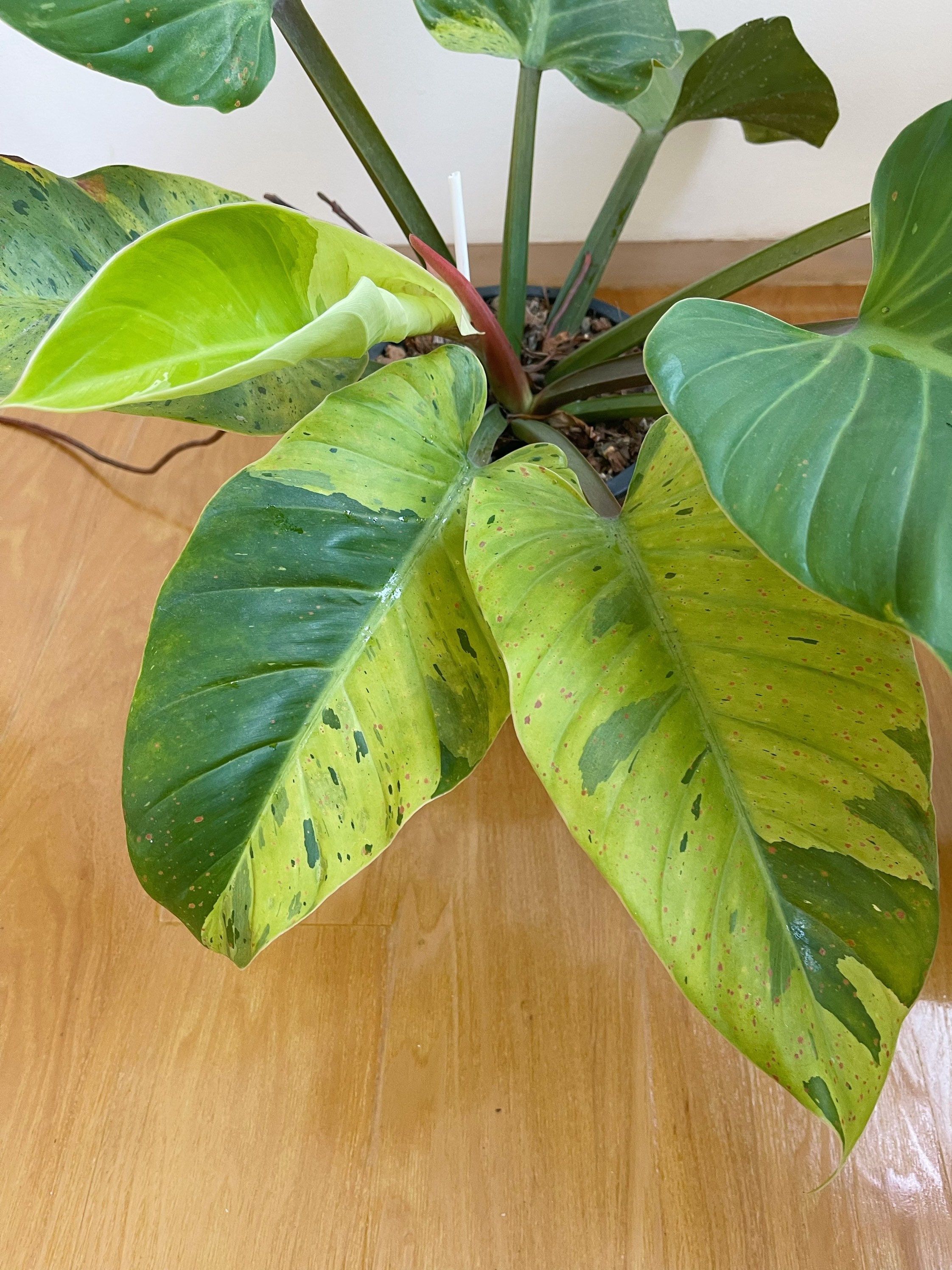 Rare Philodendron Ruaysap Variegated Free Shipping - Etsy