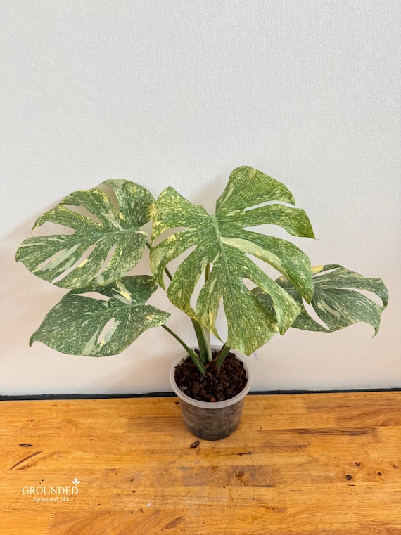 Seltene Monstera in grnem Schnee - Etsy.de