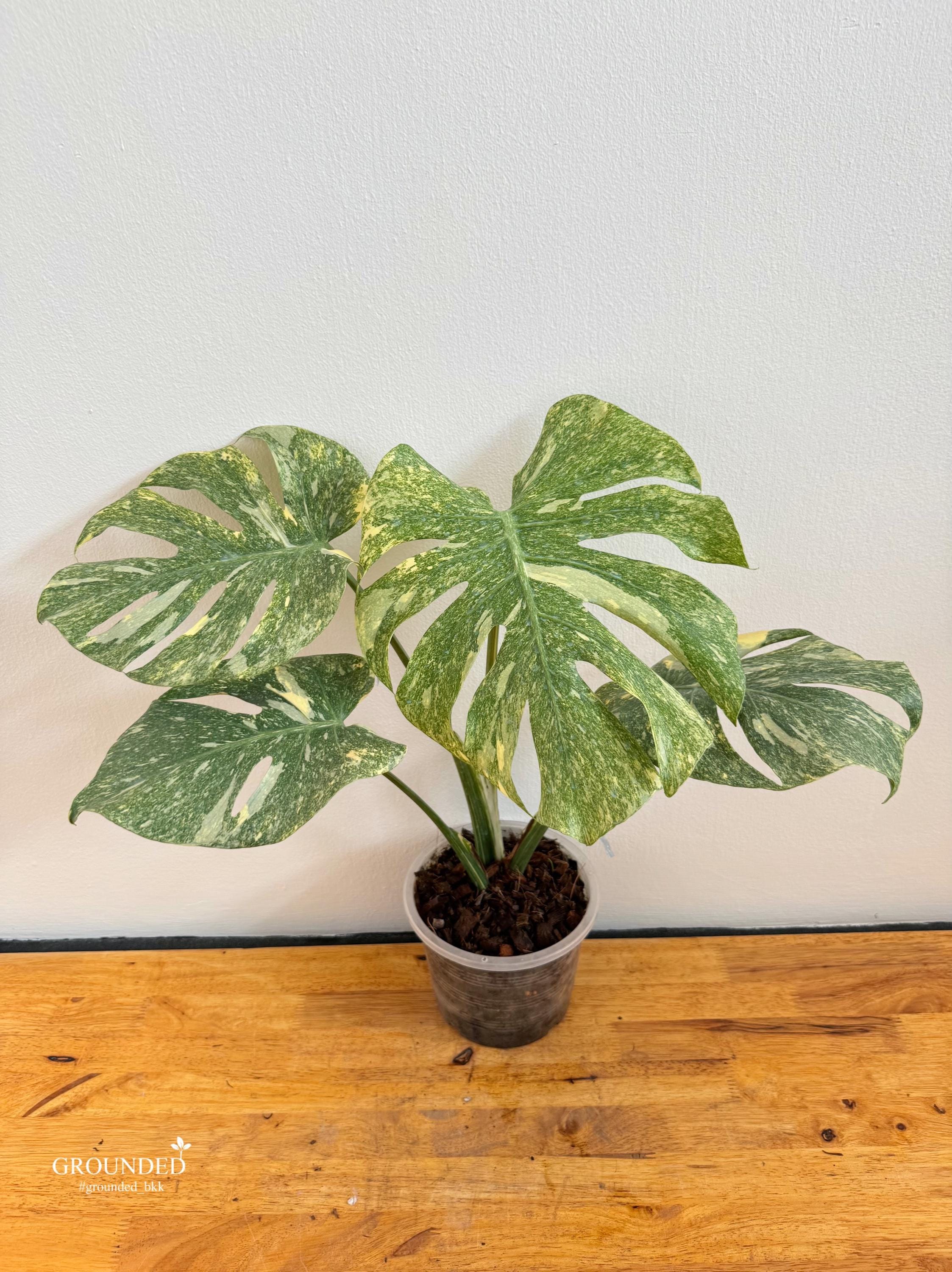 Monstera Deliciosa Borsigiana Mint Variegata| Rare Monstera