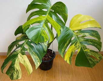 10x Monstera aurea variegated (3-5 Leaves, Wholesale)