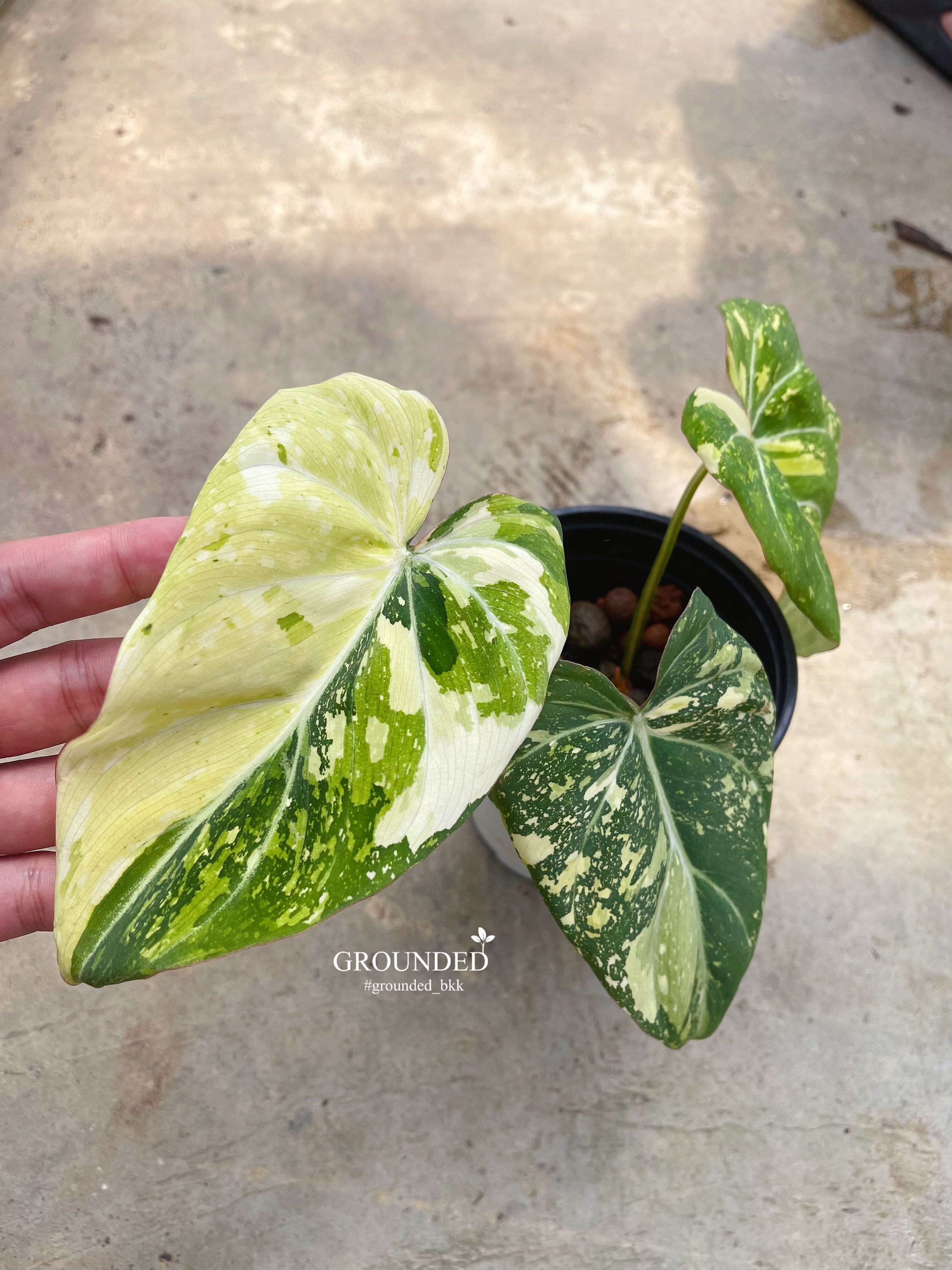 Rare Philodendron Gloriosum Tricolor Variegated - Etsy