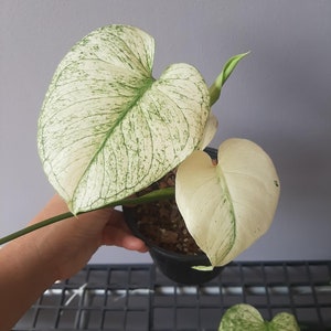 1x Monstera white monster