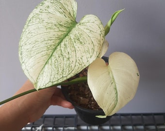 1x Monstera white monster