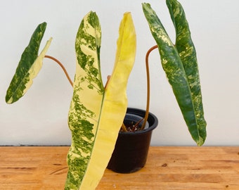 フィロデンドロン ビリエティアエ 斑入り（トッププラント） - Etsy 日本
