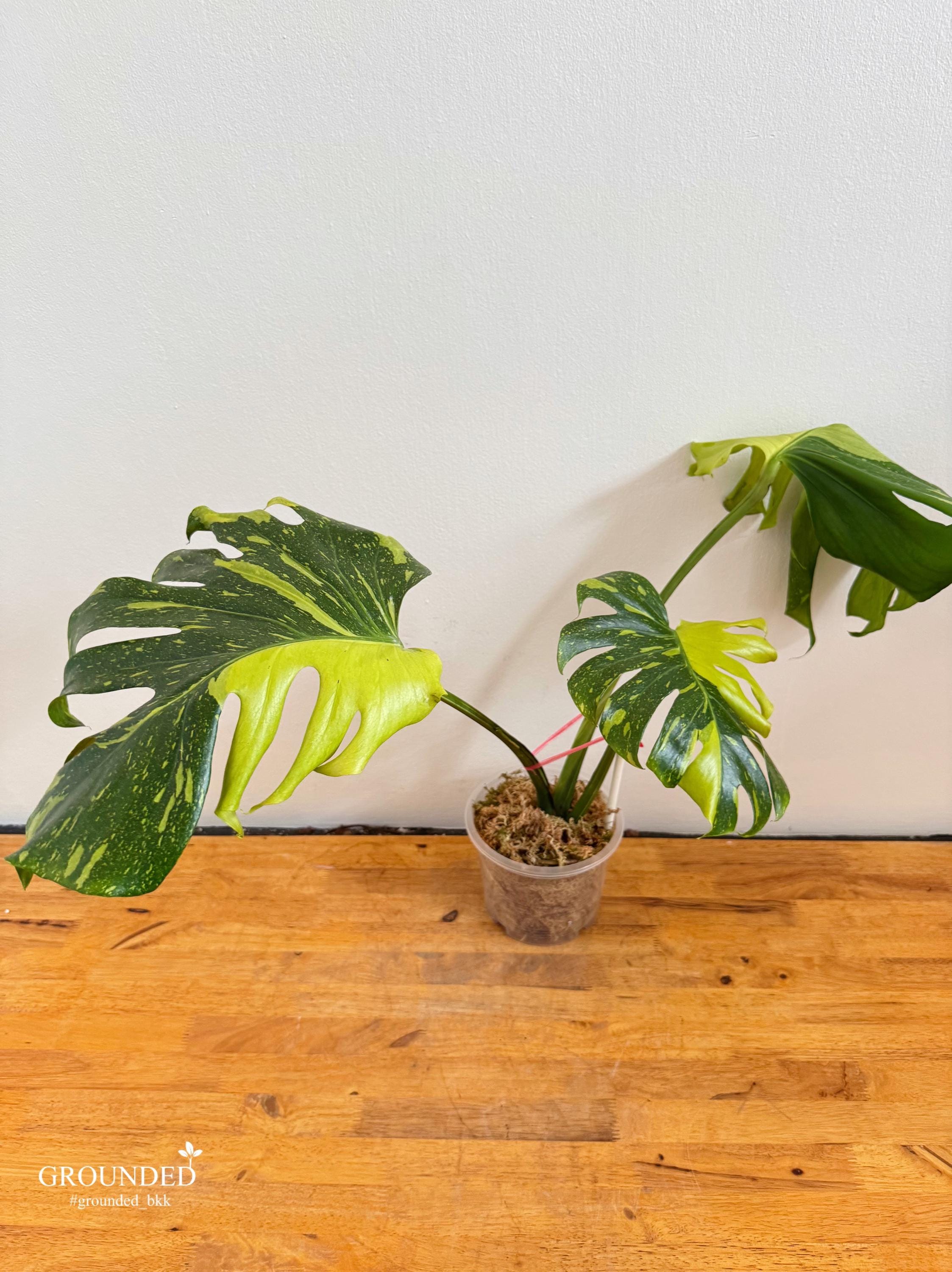 希少なモンステラ エレクトロライト（トッププラント） - Etsy 日本