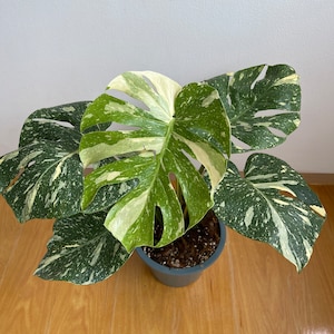 10 x Monstera Thai Constellation (Large size) Wholesale