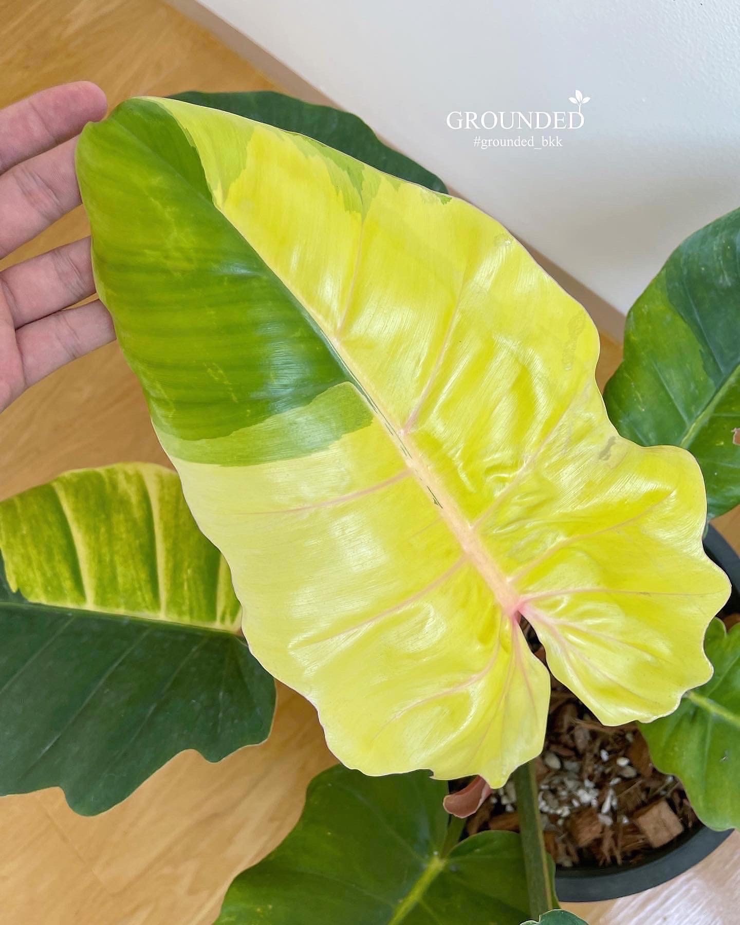 超希少❗️美斑❗️フィロデンドロン　ジャングルフィーバー　斑入り✨ Philodendron jungle fever - Etsy 日本