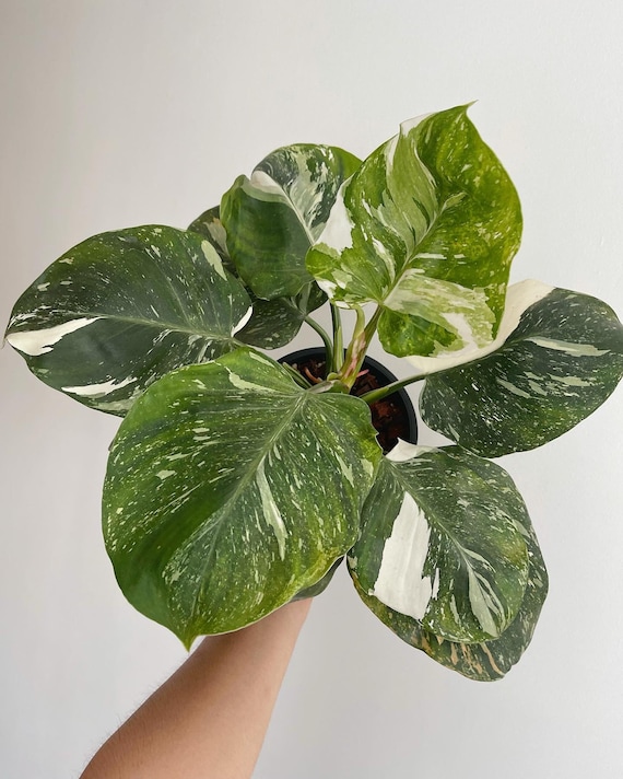 philodendron strawberry shake Philodendron strawberry shake (Selection 1) main image 1