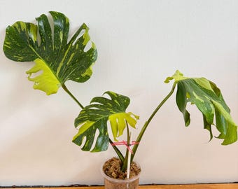 希少なモンステラ エレクトロライト（トッププラント） - Etsy 日本