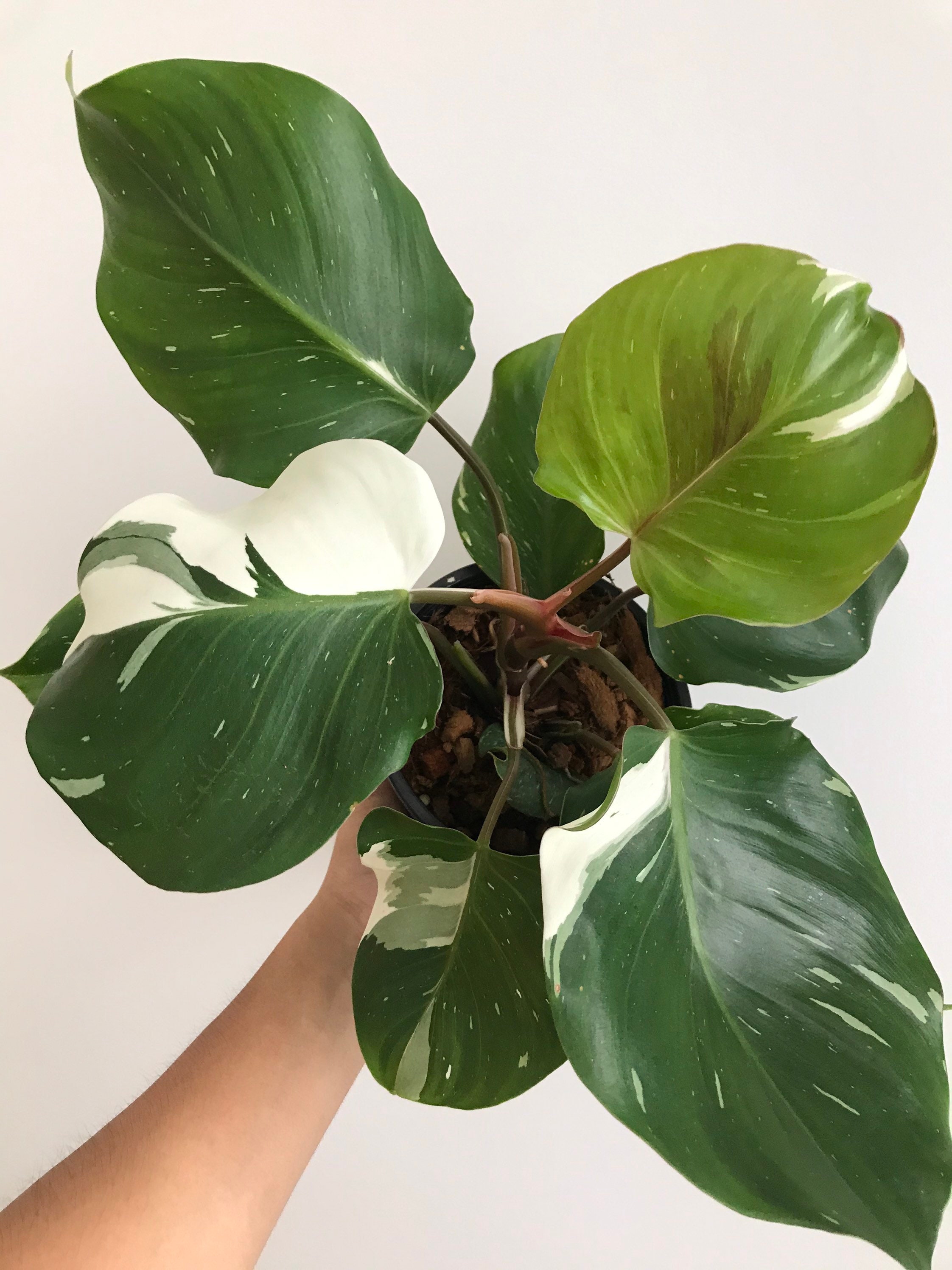 Philodendron white knight marble Free shipping Phytosanitary Etsy