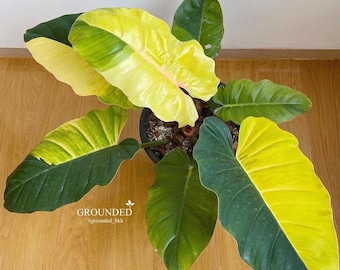1x Philodendron Jungle Fever Variegated - Etsy