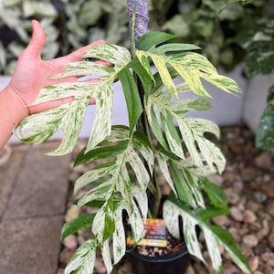 Epipremnum Pinnatum Marmo Variegato (Forma matura)