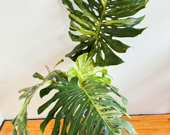 p*品様 モンステラ オーシャナ　タンデルボルト il_340x270.6718523511_br7b.jpg