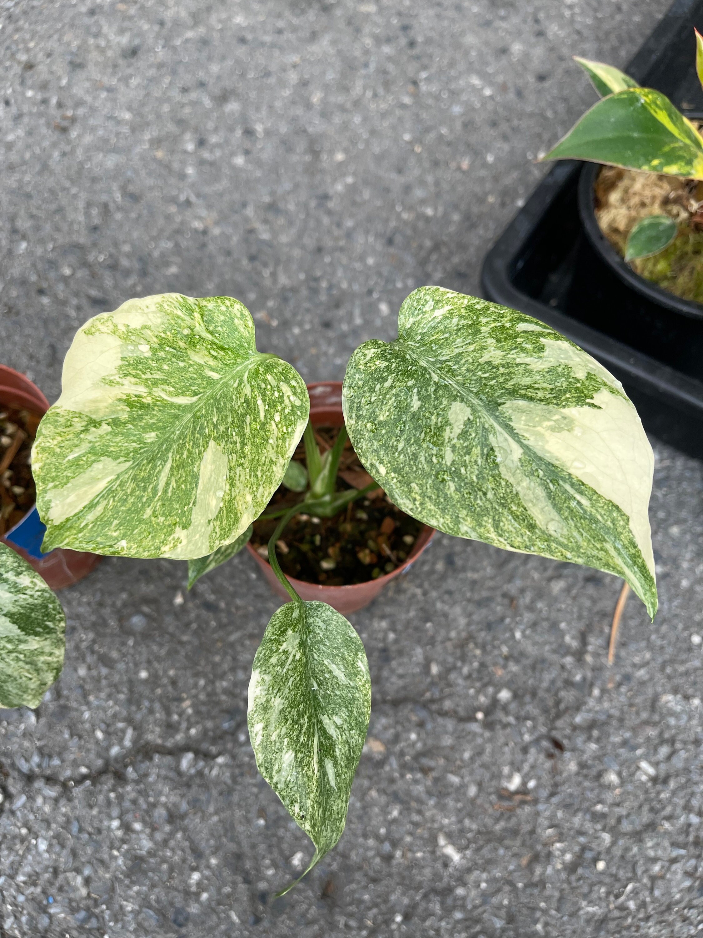 リアル モンステラ レガシー モンステラ・レガシー / Monstera deliciosa 'Legacy'⑤