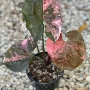May include: A pink and green variegated houseplant with large, heart-shaped leaves in a black plastic pot. The plant is sitting on a bed of small, white stones.