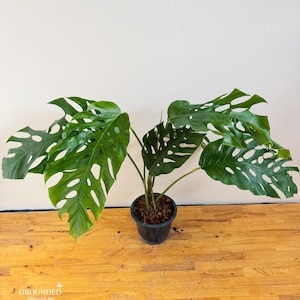 Monstera Dubia (volwassen vorm)