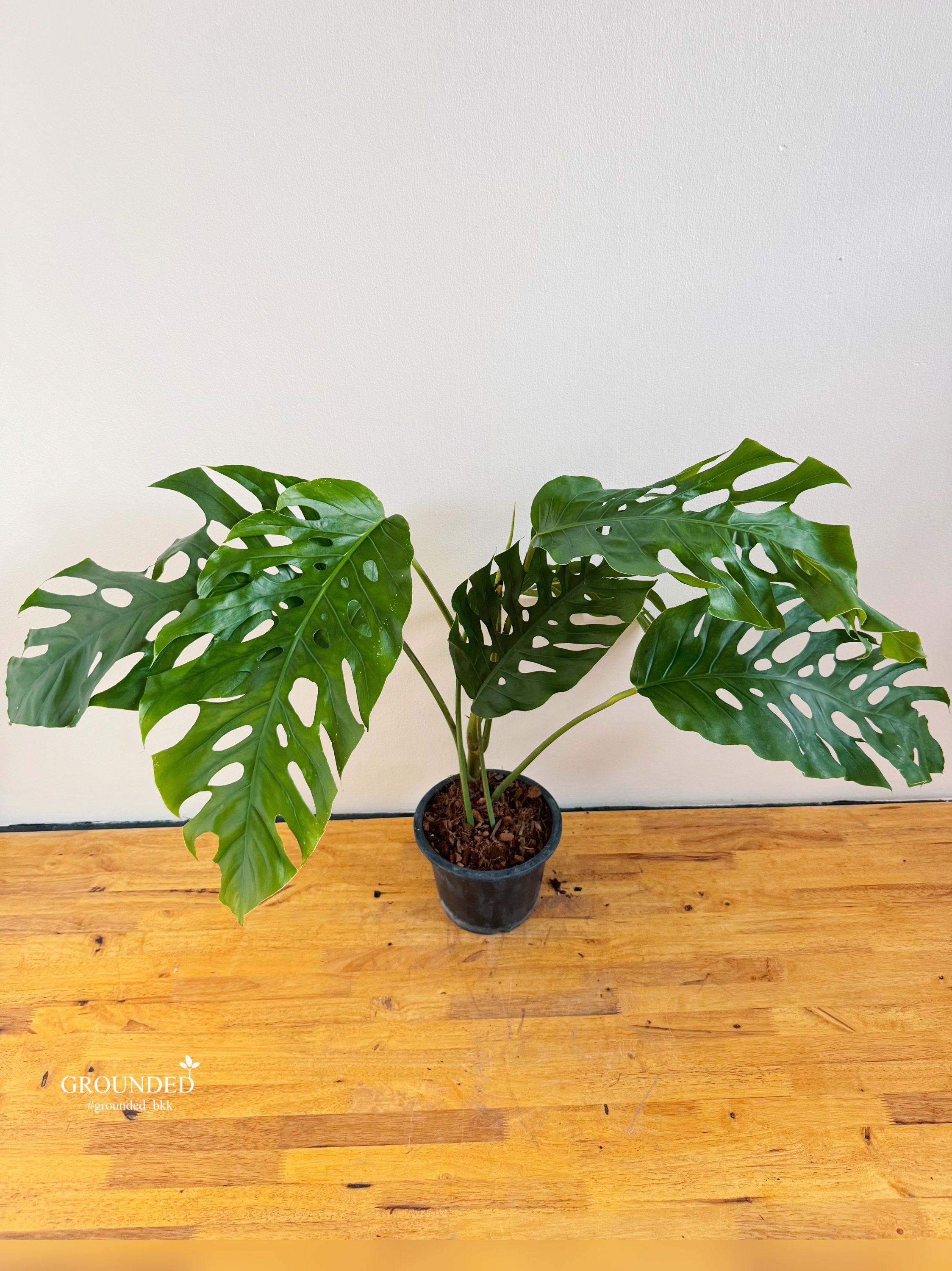 モンステラデュビア（成熟型） - Etsy 日本