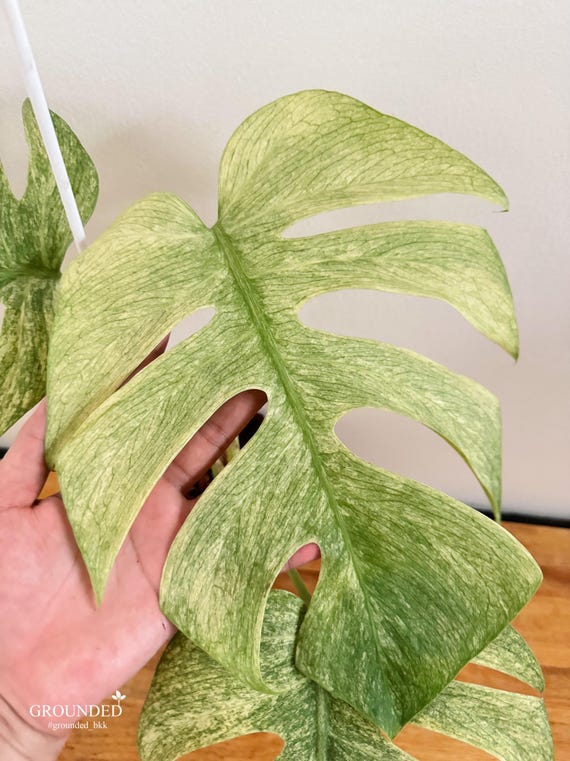 Monstera Full Mint Variegated ( Top Plant) - Etsy Monstera Full Mint Variegated ( Top Plant) - Etsy