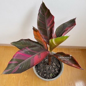 3x Tissue Culture Nono Banana Musa Pink Variegated image 1