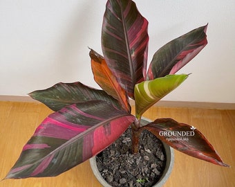 3x Tissue Culture Nono Banana ( Musa Pink Variegated)