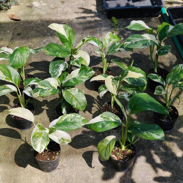 5x Monstera lechleriana variegated