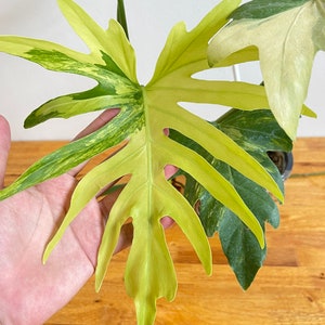 Philodendron Radiatum Variegated image 2