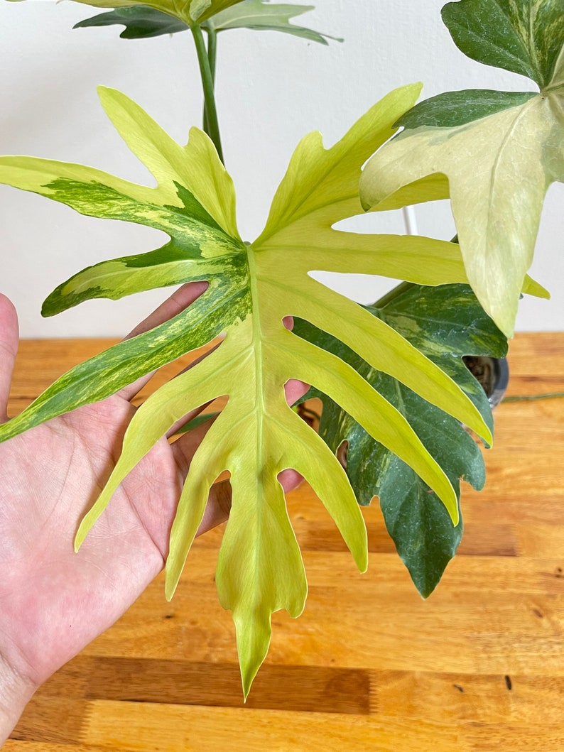 Philodendron Radiatum Variegated image 2