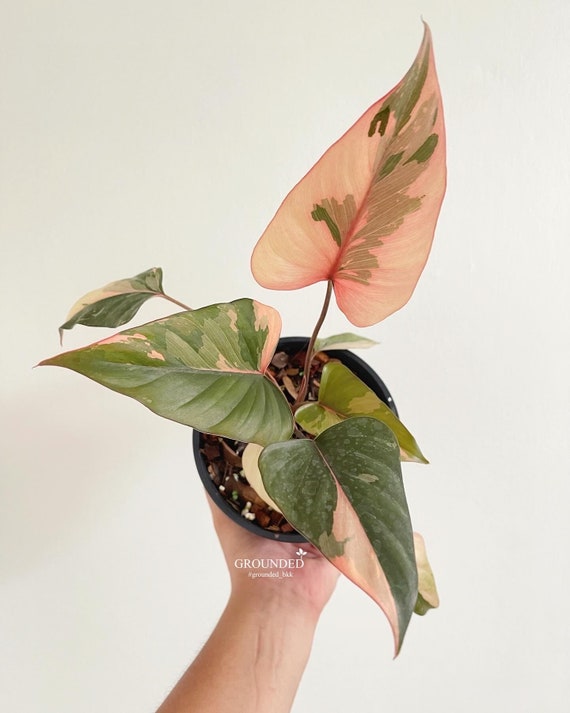 【お得】 ホマロメナ 日本 Etsy - ピンクダイヤモンド その他観葉植物