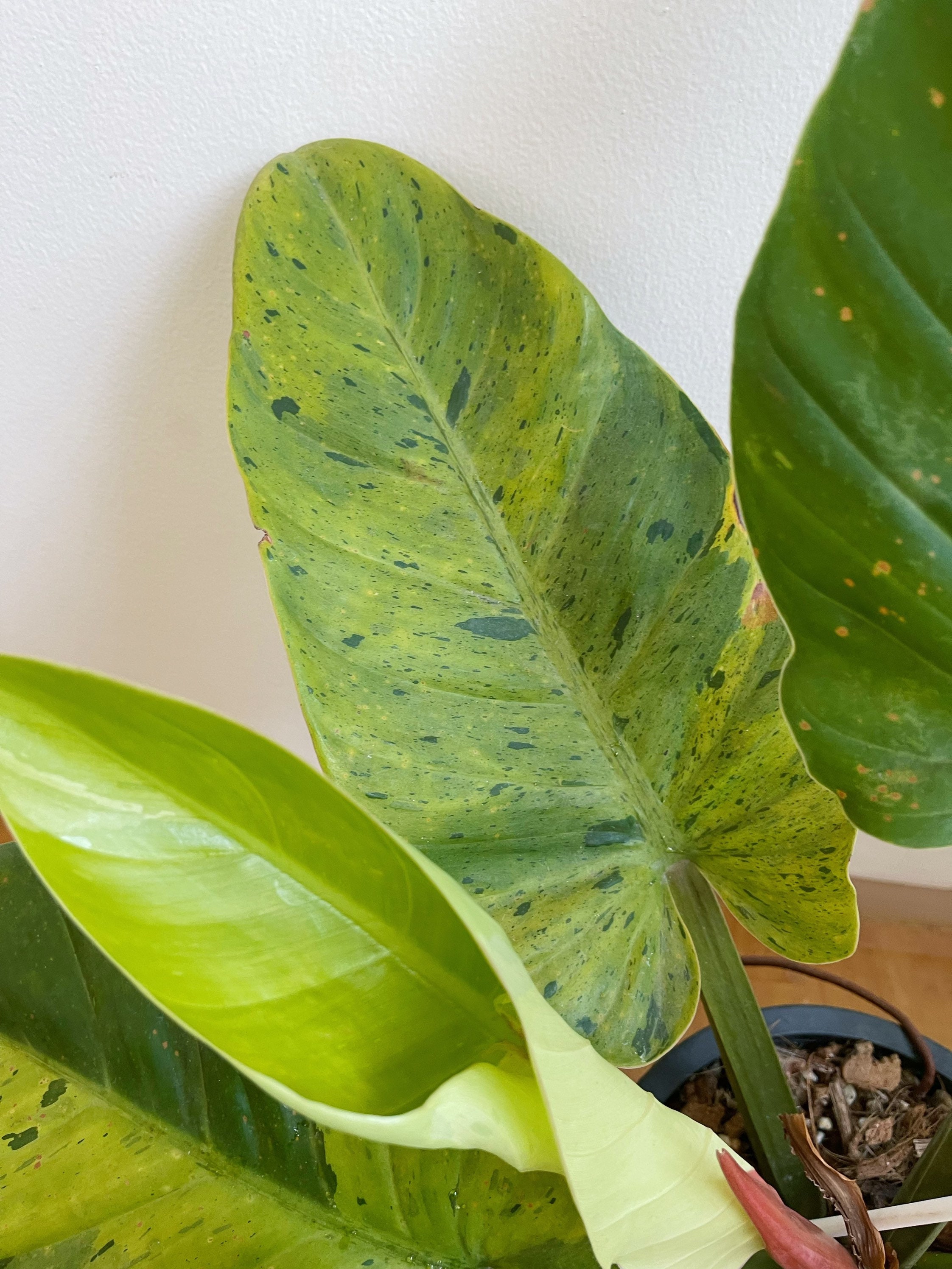 Rare Philodendron Ruaysap Variegated Free Shipping - Etsy
