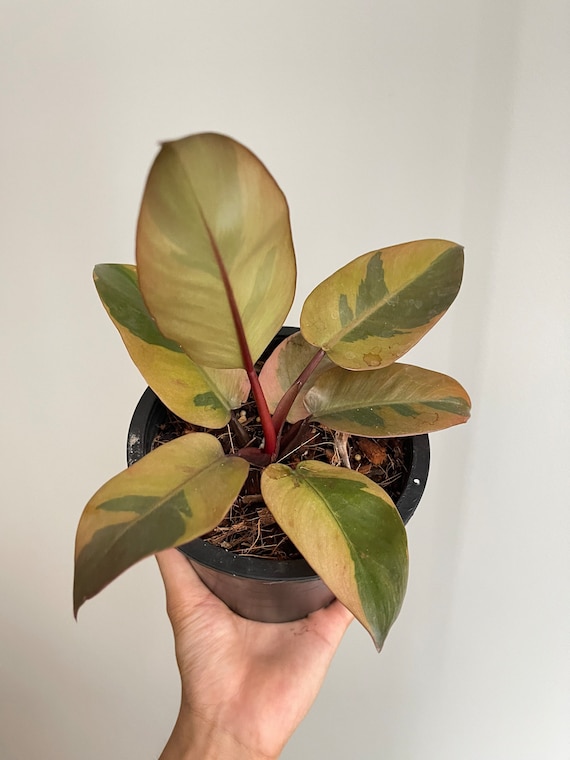 フィロデンドロン ブラック カーディナル 斑入り No.2 1 本 - Etsy 日本