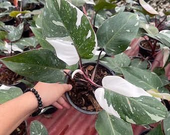 1x Philodendron red anderson variegated