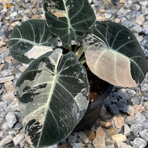 Alocasia Black Velvet Variegated