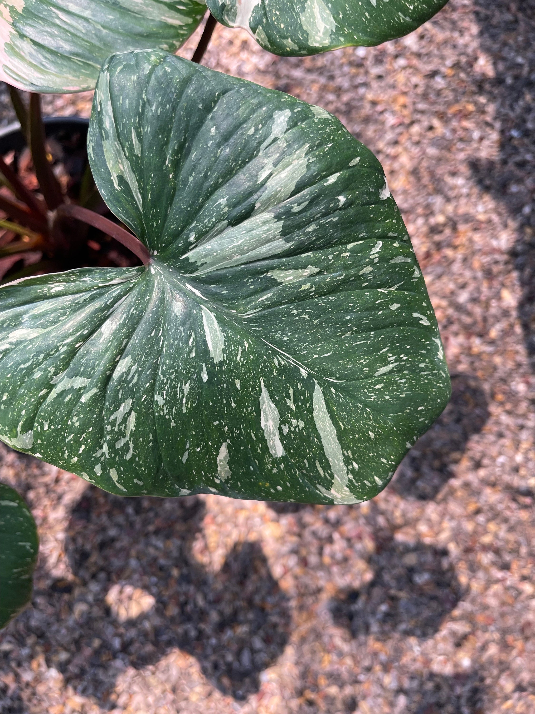 1x Homalomena Rubescens Variegated - Etsy Canada