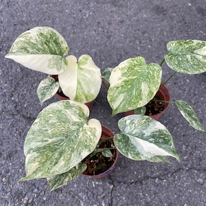 しん　モンステラ8 レガシー　+ホワイトスノー　＋オーシャンミント子株 2025年最新】モンステラレガシーの人気アイテム - メルカリ