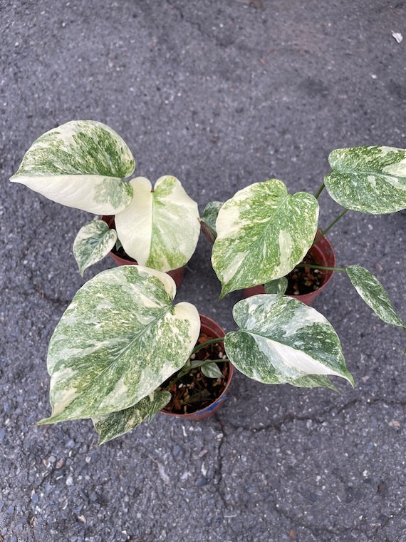 モンステラ・レガシー / Monstera 'Legacy' モンステラ デリシオーサ レガシー 「Monstera delisiosa Legacy