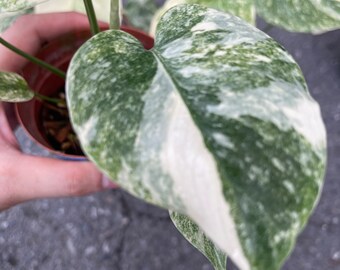 リアル モンステラ レガシー モンステラ・レガシー / Monstera deliciosa 'Legacy'⑤