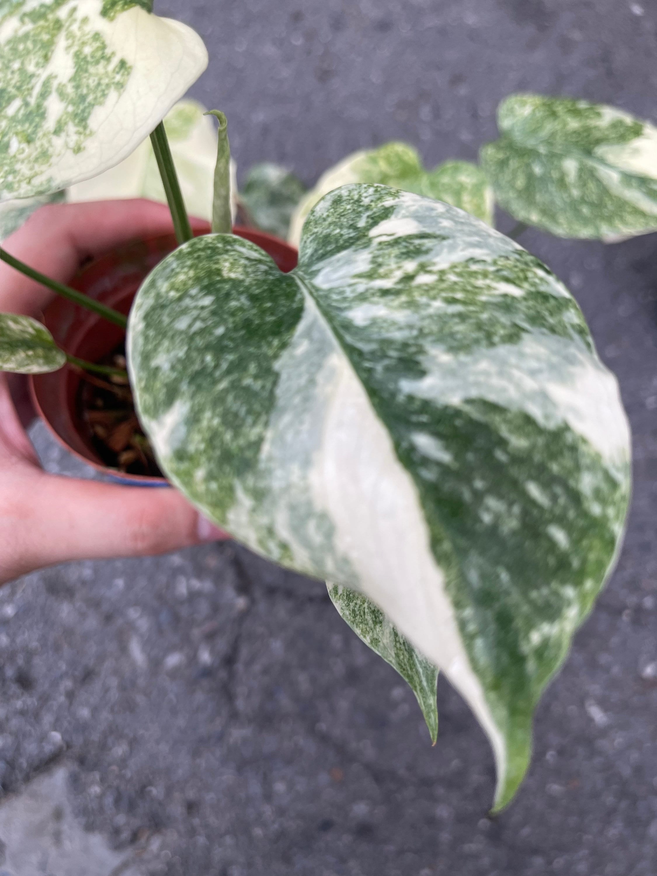本物 モンステラ レガシー モンステラ・レガシー / Monstera deliciosa 'Legacy'⑦
