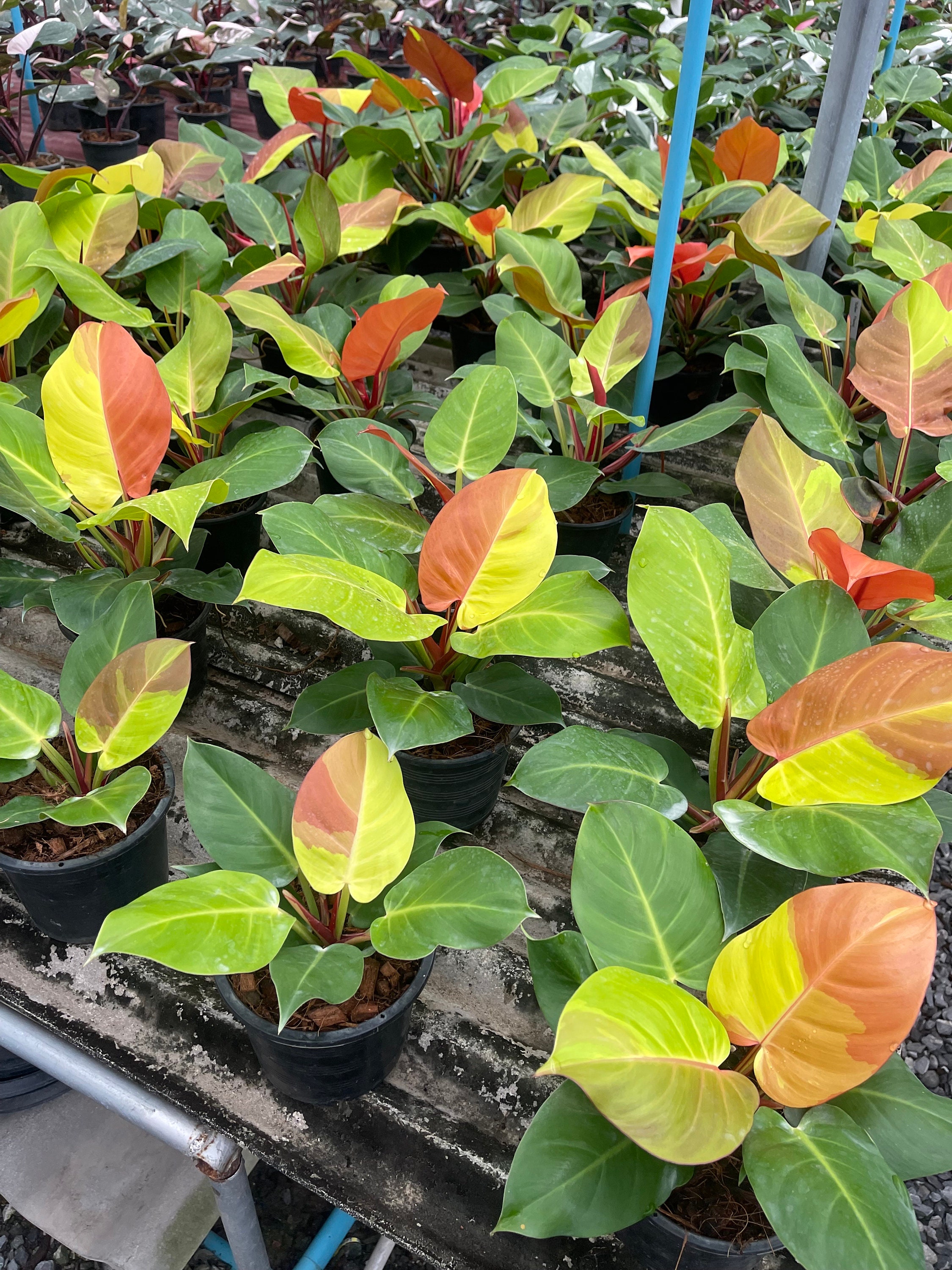 3x Philodendron Yellow Flame Variegated - Etsy