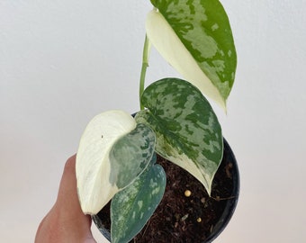 1x Scindapsus mayari (2-4 leaves)