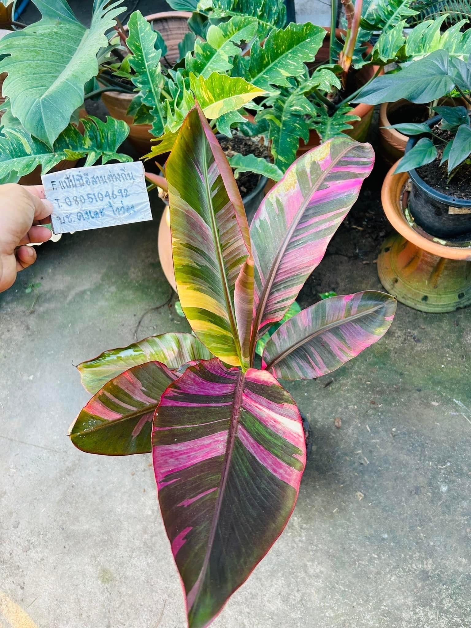 Nono Banana Musa Pink Variegated - Etsy Canada Nono Banana Musa Pink Variegated - Etsy Canada