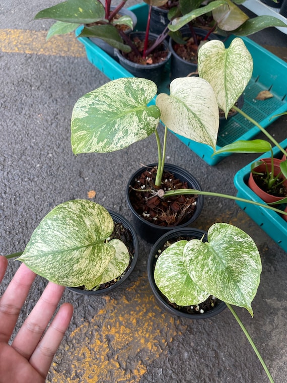 ☆モンステラ デリシオサ（ホウライショウ） ホワイトモンスター☆3号