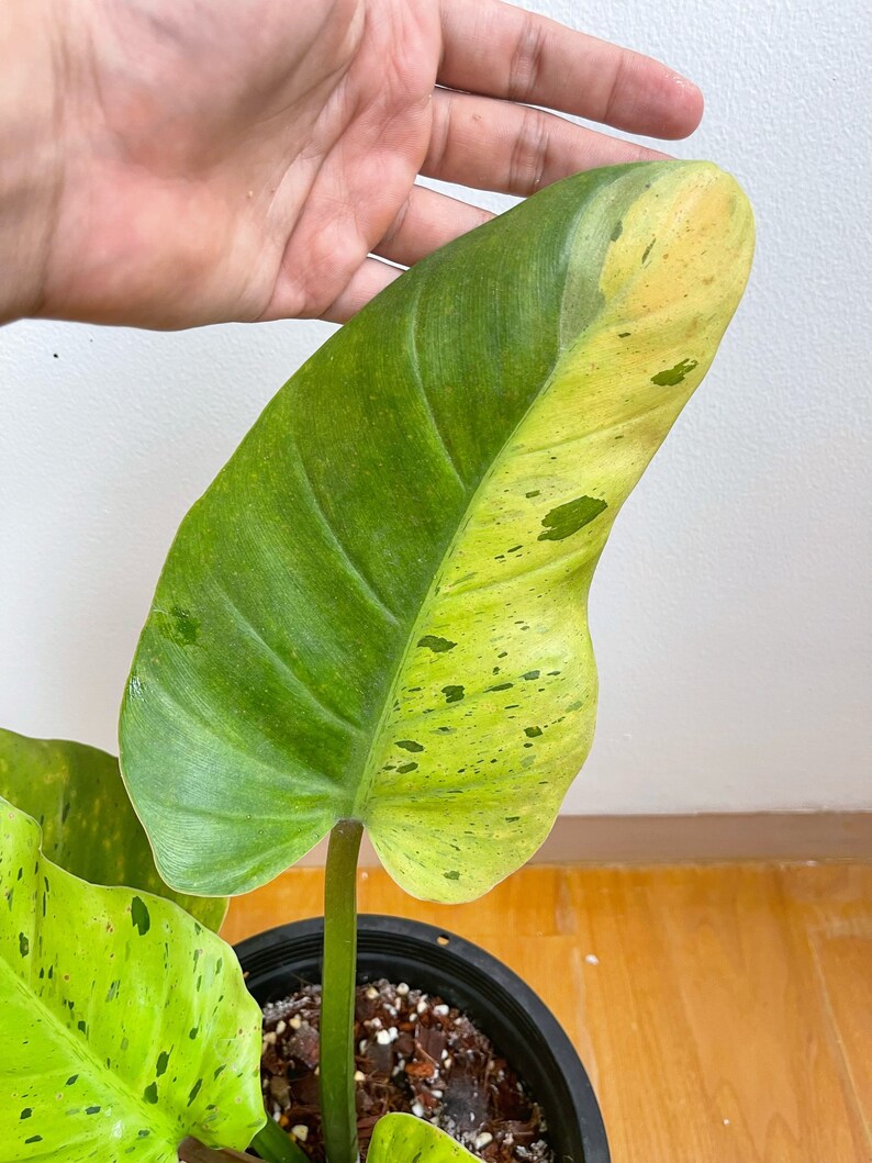 Rare Philodendron Ruaysap Variegated Free Shipping | Etsy Australia
