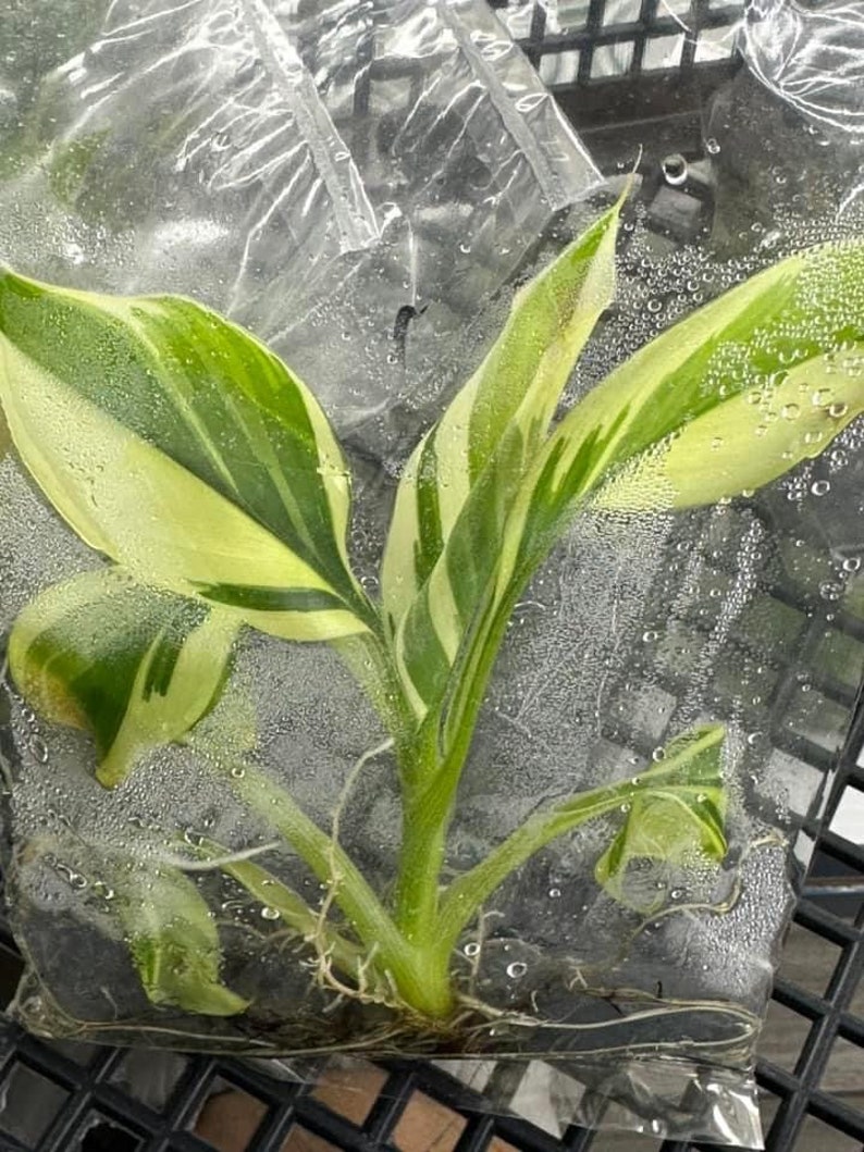 3x Tissue Culture Nono Banana Musa Pink Variegated image 6