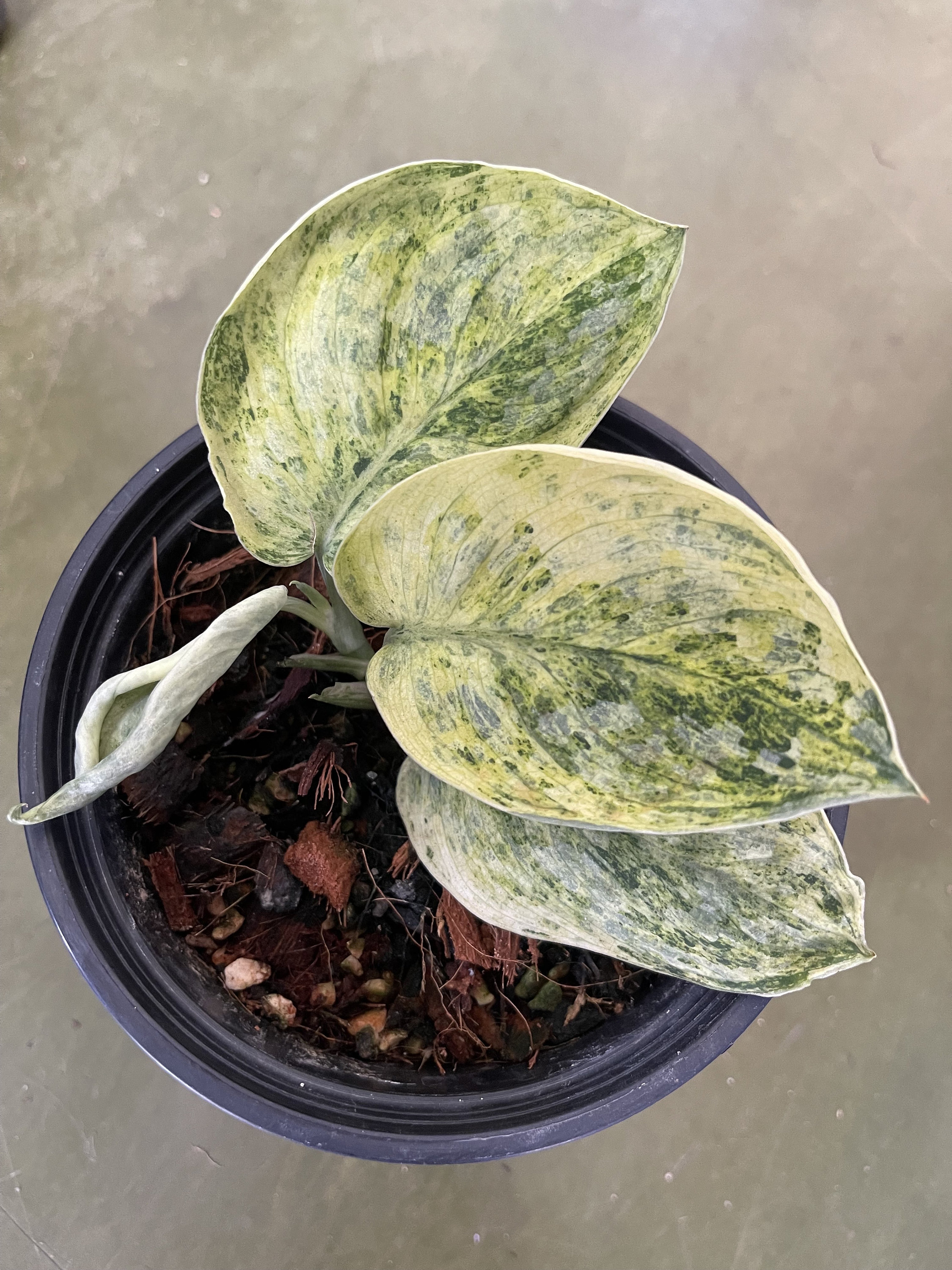 Scindapsus peasun