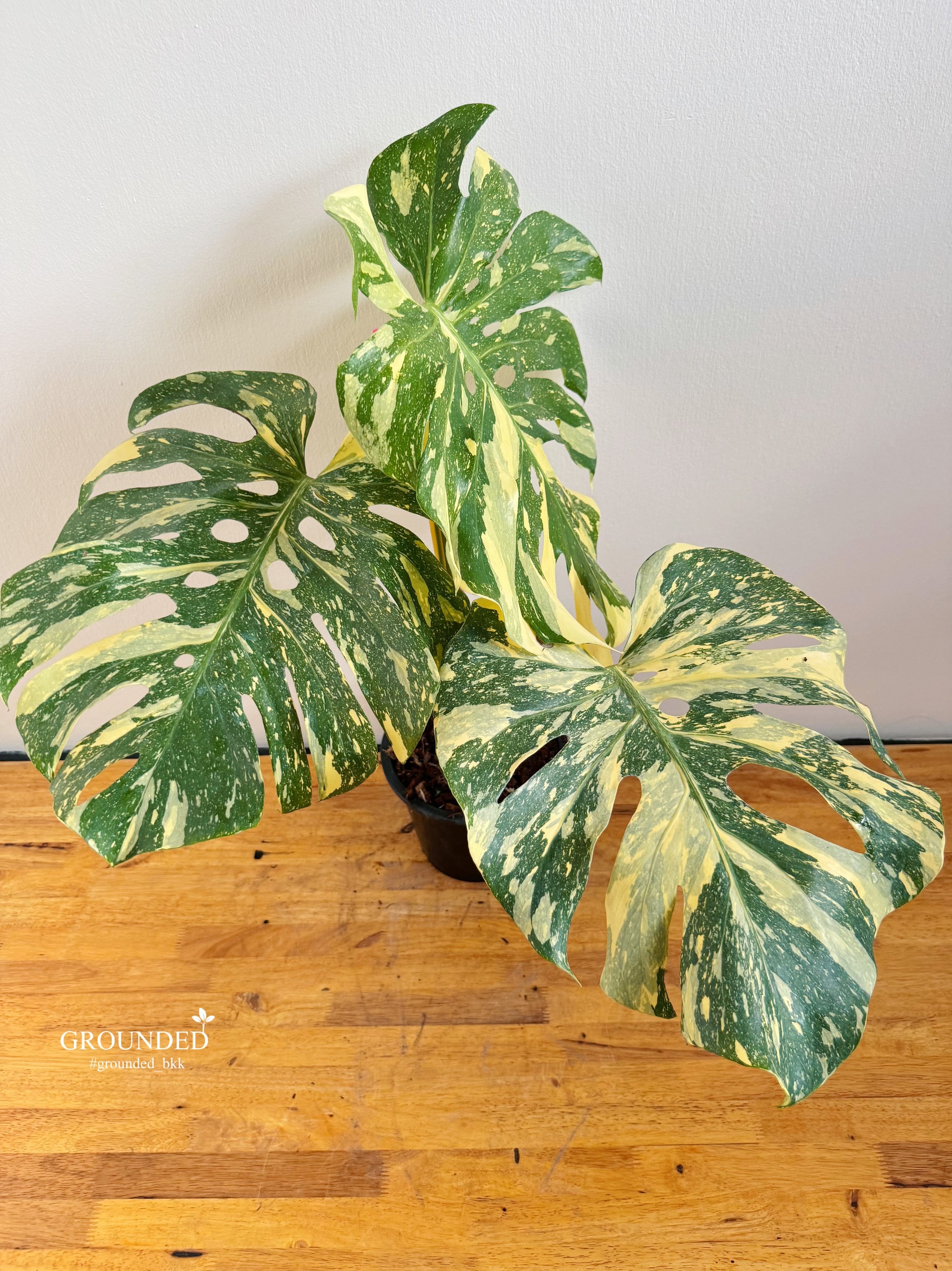 Monstera Creme Brulee - Etsy Monstera Creme Brulee - Etsy