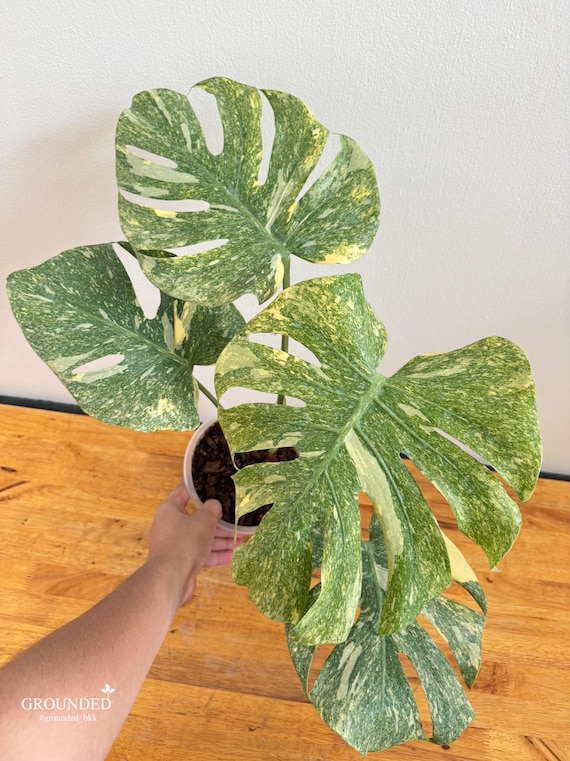 monstera deliciosa klein Monstera Deliciosa - Beautiful Indoor Plants